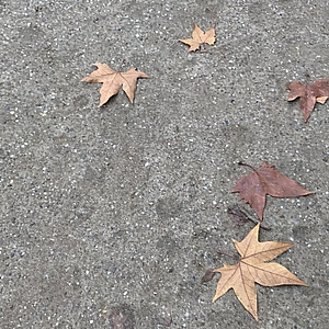 Verwelkte Blätter liegen auf dem Asphalt