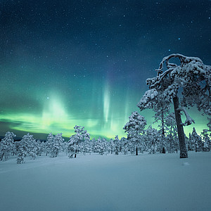 Aurora Borealis above a snowy forest