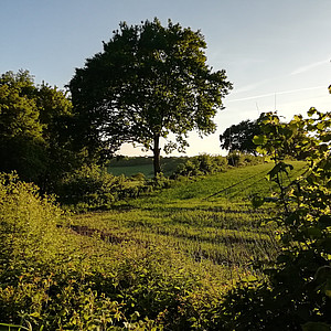 Auf dem Foto sieht man eine Wallhecke beziehungsweise einen Knick in Schleswig-Holstein